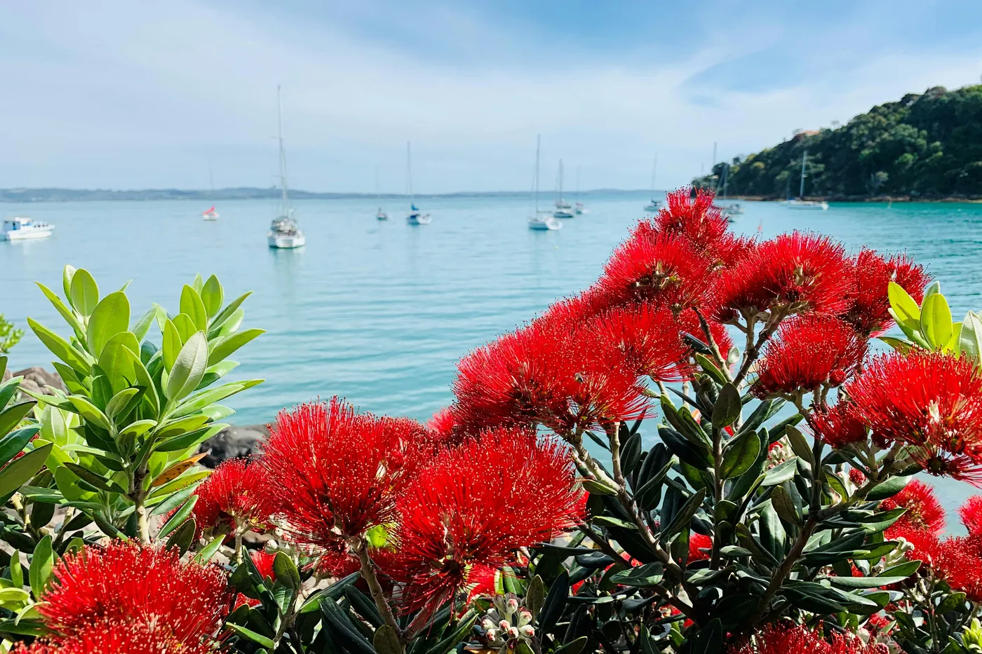 Pōhutukawa in fiore sopra una spiaggia di Waiheke