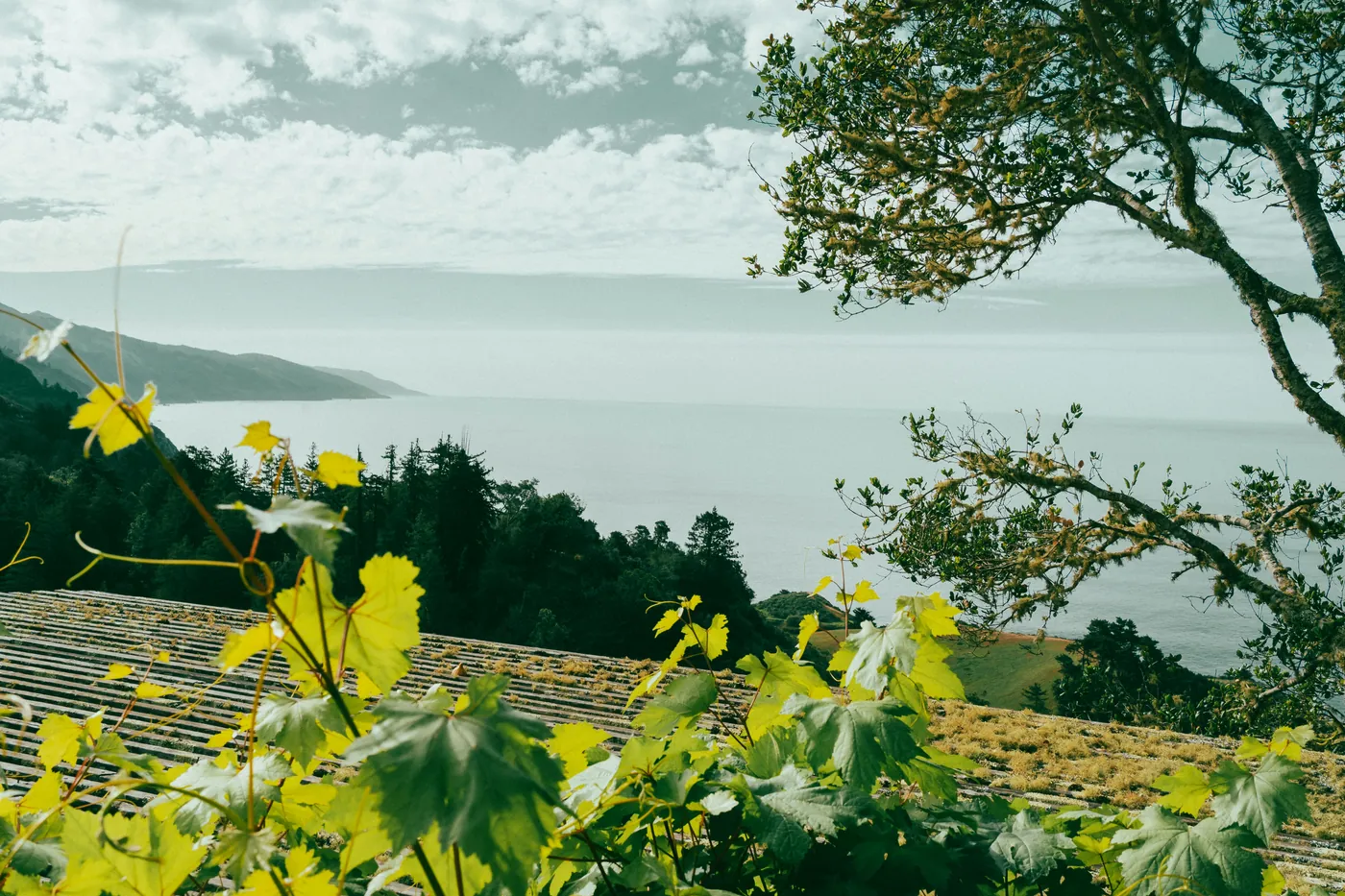 Filari di vigneto che scendono verso il mare