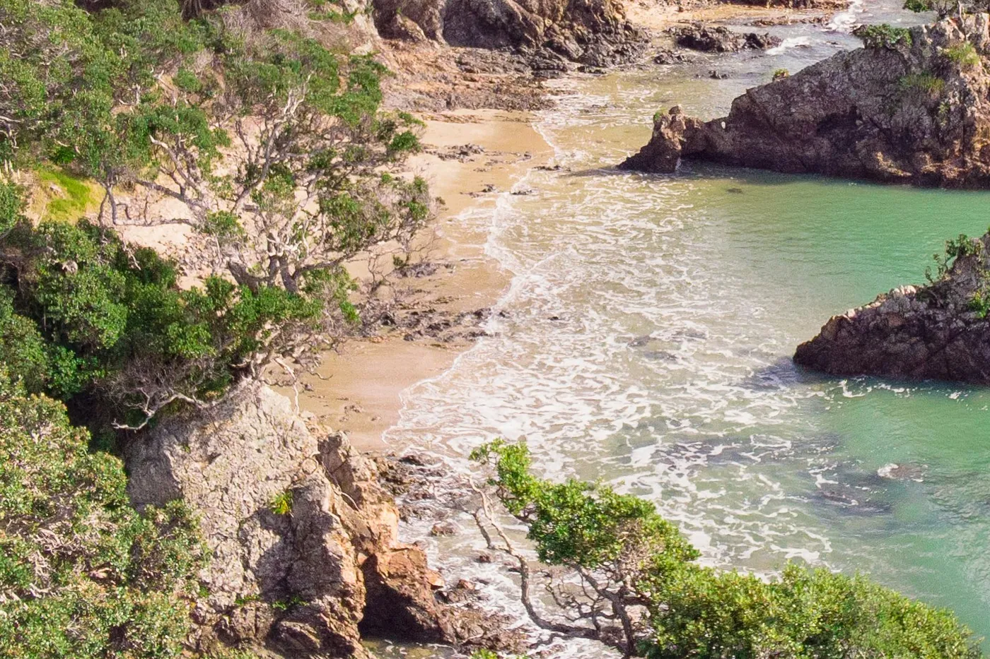 Bosco nativo che arriva fino alla costa di Waiheke Island